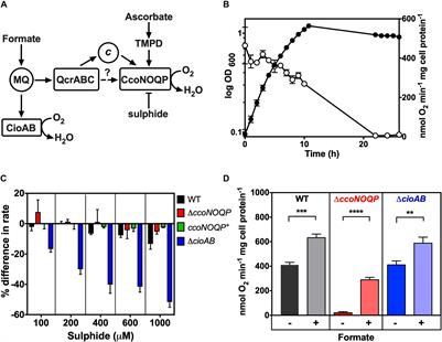 Genes Linking Copper Trafficking and Homeostasis to the Biogenesis and Activity of the cbb3-Type Cytochrome c Oxidase in the Enteric Pathogen Campylobacter jejuni